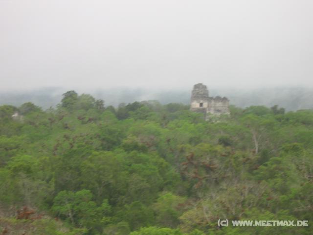 887 Templo I-II berm Dschungel
