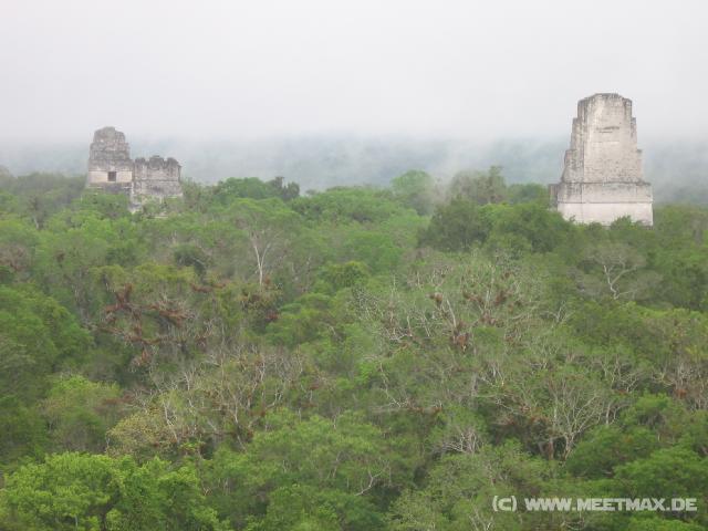 889 Templo I-III berm Dschungel