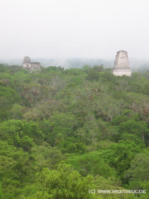 891 Templo I-III berm Dschungel