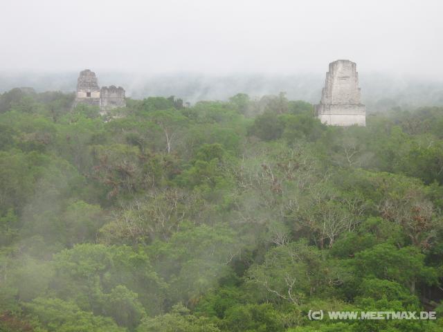 893 Templo I-III berm Dschungel