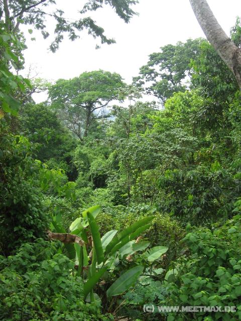 62 Dschungel