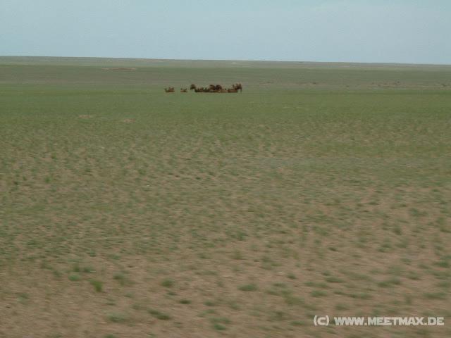 0065_Kamele