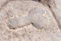 pompeji 10 phallus
