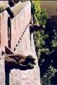 55 Affe und Wildschwein