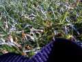 052 Gras