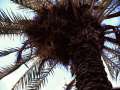 025 Papagei in der Palme