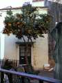 06 Orangenbaum