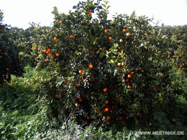 21 Orangenbaum