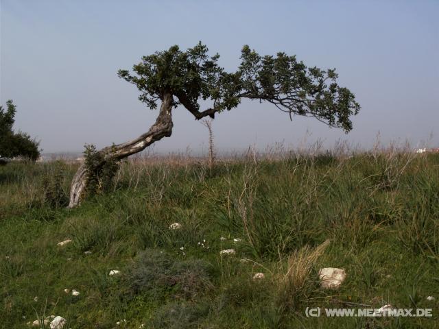 13 Windschiefer Baum