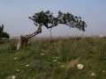 13 Windschiefer Baum