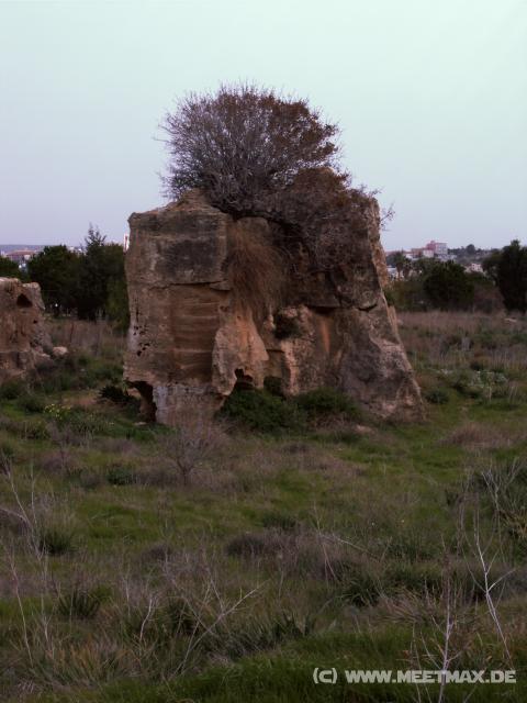 06 Baum auf Fels