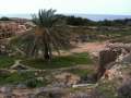 42 Palme