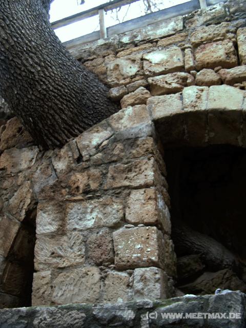15 Agios Solomonis Catacomb Baum