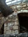 15 Agios Solomonis Catacomb Baum