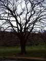 085 Baum