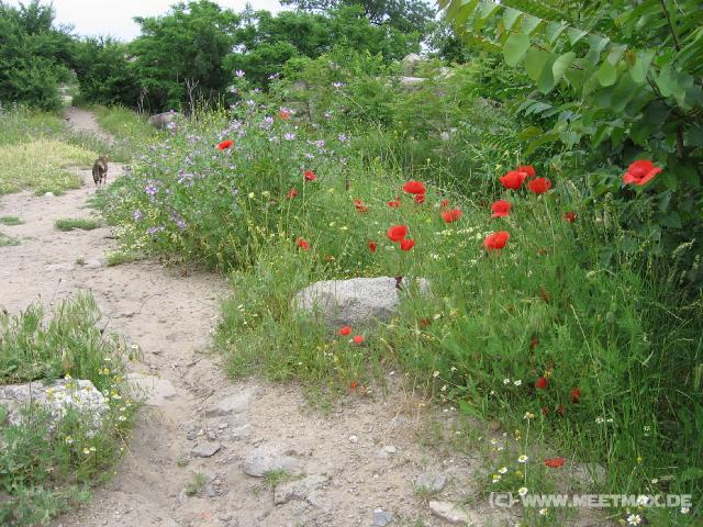 189 Mohn
