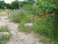 189 Mohn