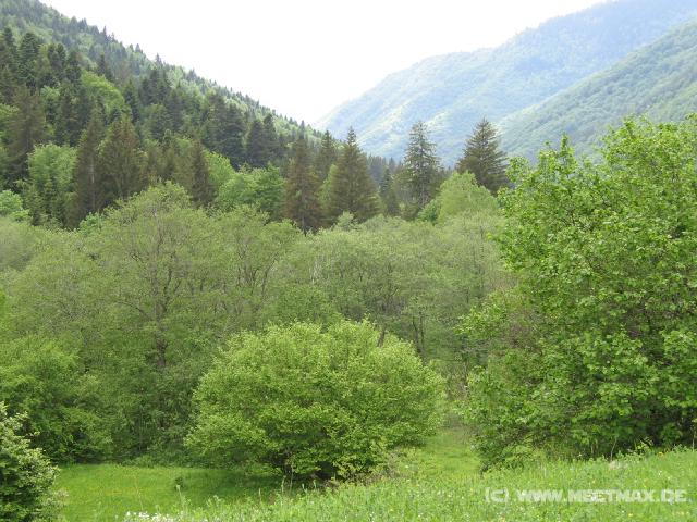 313 Wald