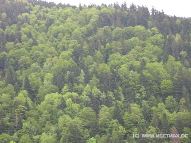 316 Wald