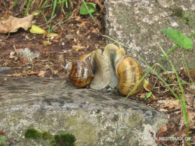 323 Schneckensex