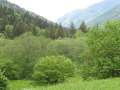 313 Wald