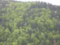316 Wald