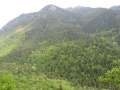 334 Gr�ne Berge