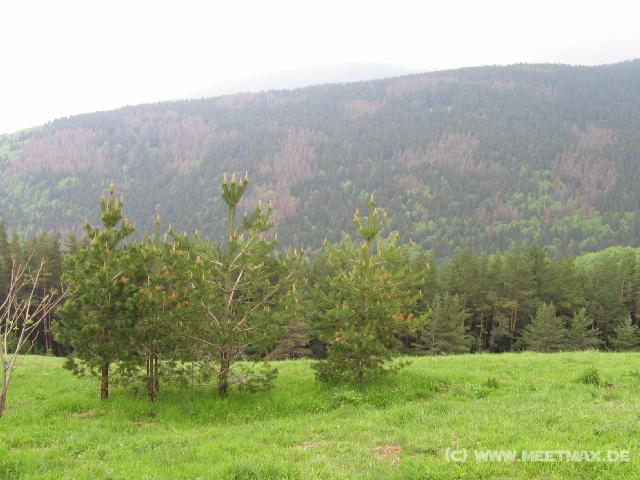 390 Wald-Ausblick