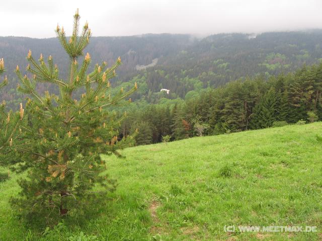 392 Wald-Ausblick