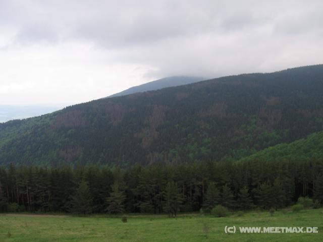 401 Wald
