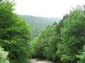 386 Wald