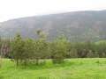 390 Wald-Ausblick