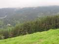 391 Wald-Ausblick