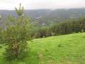 392 Wald-Ausblick