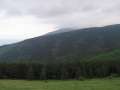 401 Wald