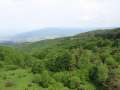 406 Wald