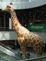 68 Giraffe in D�sseldorf