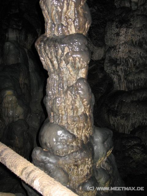 81 Dikteon