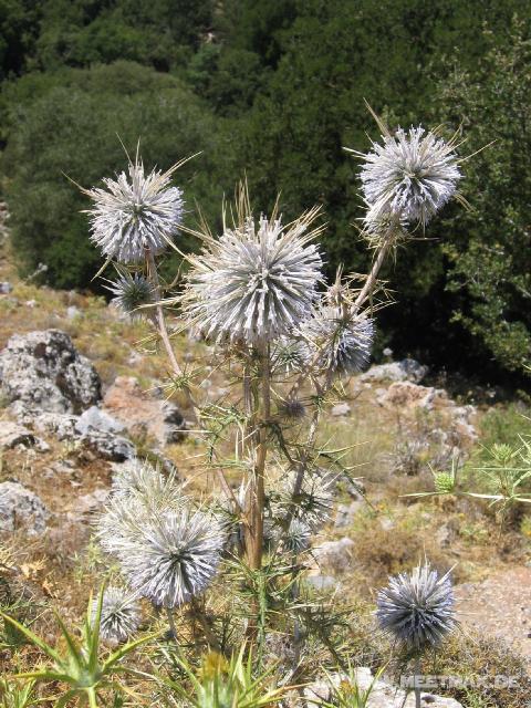 109 Stachelblume