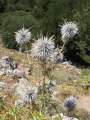 109 Stachelblume