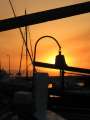 53 Bell Sunset