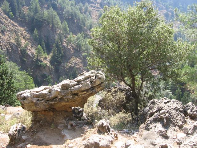 232 Fels Baum