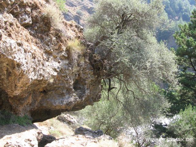 234 H�ngebaum