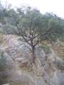 209 Baum im Fels