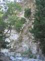 221 Klippenb�ume