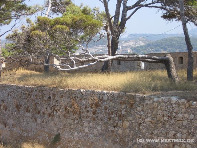 420 Fortezza schr�ger Baum