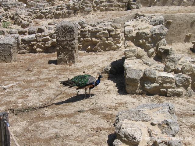 486 Knossos Pfau