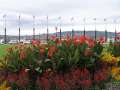 7045 Flaggen und Blumen