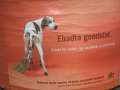 7143 Sauberer Hund