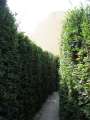268 Labyrinth
